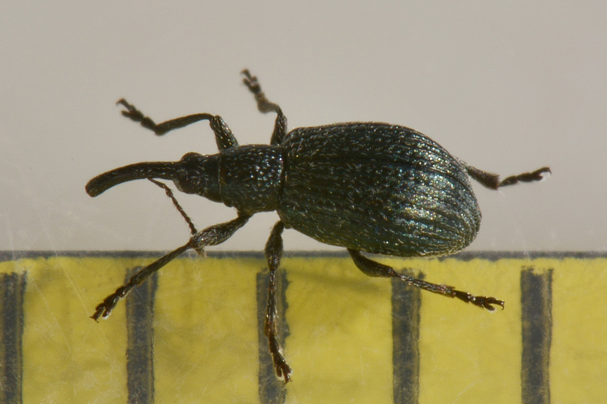 Apionidae: Ischnopterapion virens?  Sì !